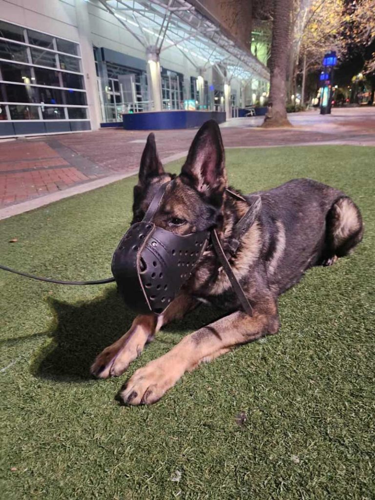 dog security guard melbourne